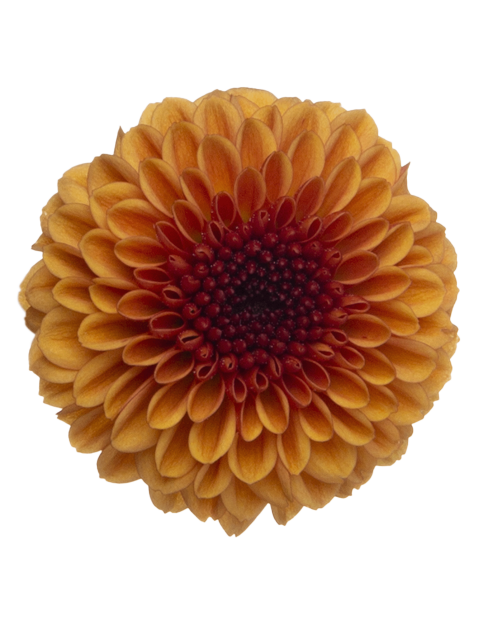 Sa 21267759002 flower LR