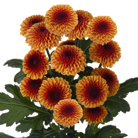 Sa 21267759002 stem LR