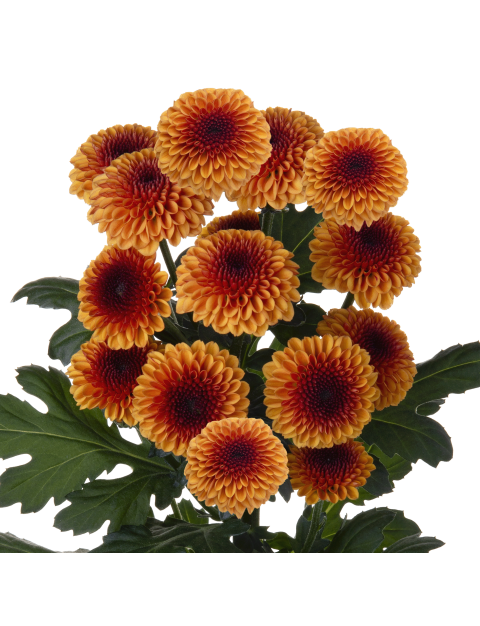 Sa 21267759002 stem LR