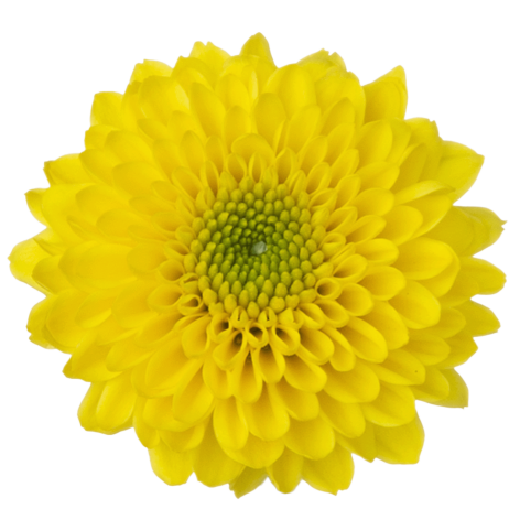 Sa 21272659004 flower LR