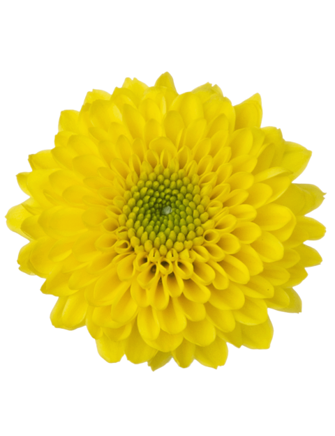 Sa 21272659004 flower LR