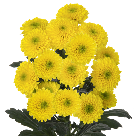 Sa 21272659004 stem LR