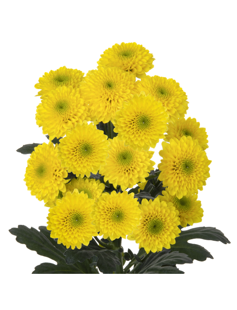 Sa 21272659004 stem LR