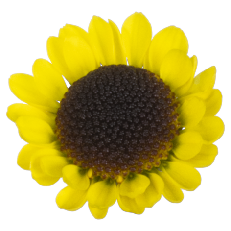 Sa Yebla flower