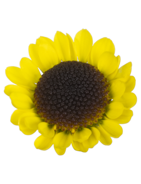 Sa Yebla flower