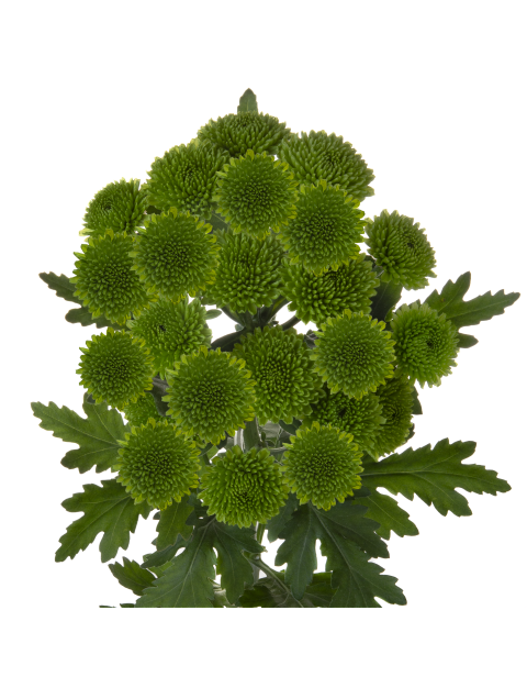 Sa chikorita csp080 stem HR