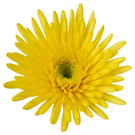 Sp 20231256R003 flower LR