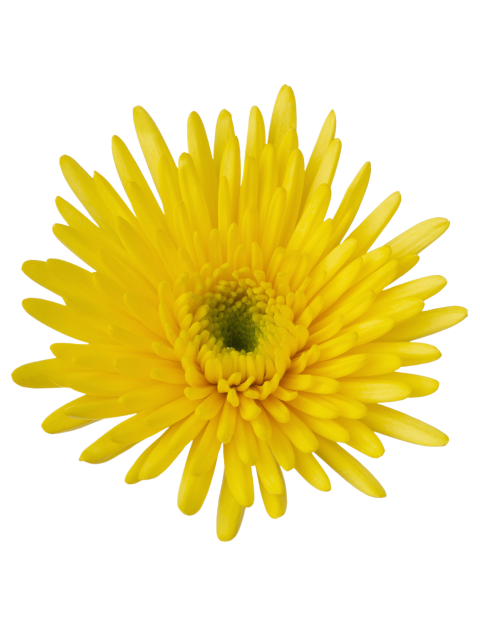 Sp 20231256R003 flower LR