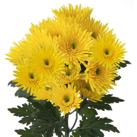 Sp 20231256R003 stem LR