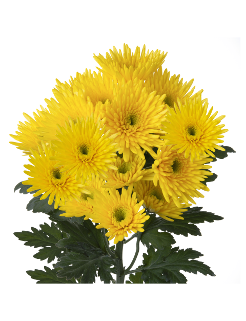 Sp 20231256R003 stem LR