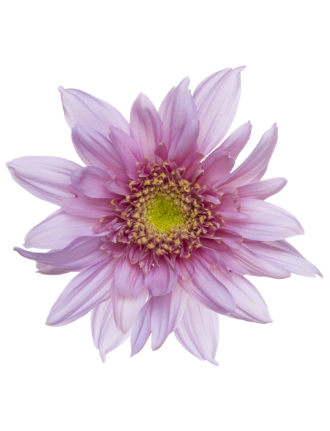 Sp 20246803018 flower LR