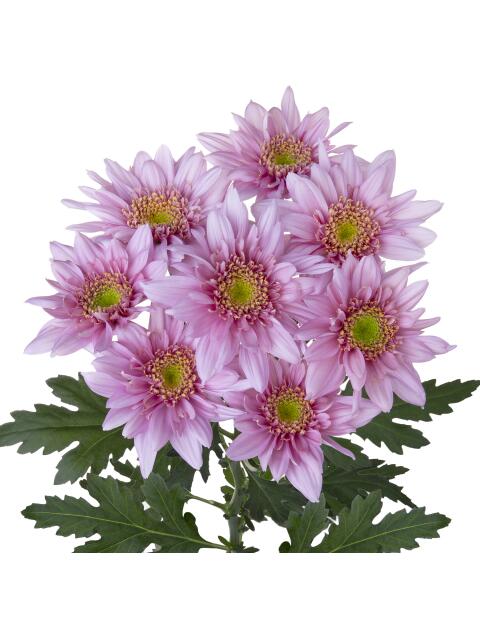 Sp 20246803018 stem LR