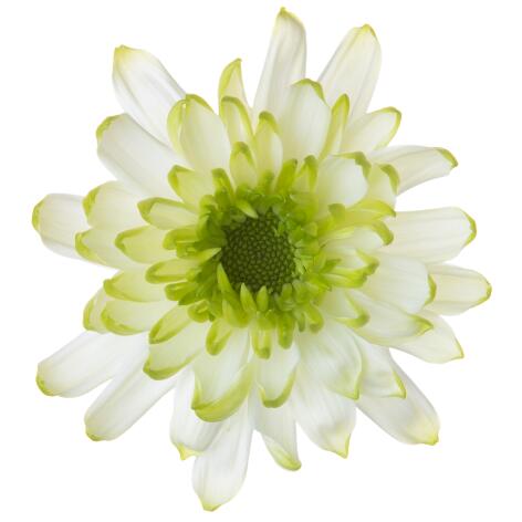 Sp 21244429530 flower LR