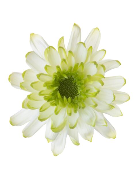 Sp 21244429530 flower LR