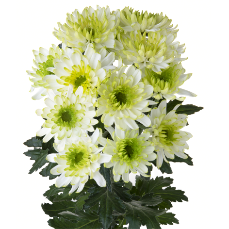 Sp 21244429530 stem LR