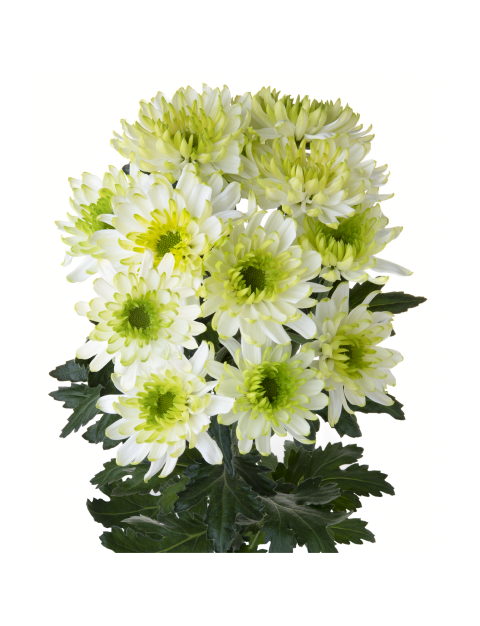 Sp 21244429530 stem LR