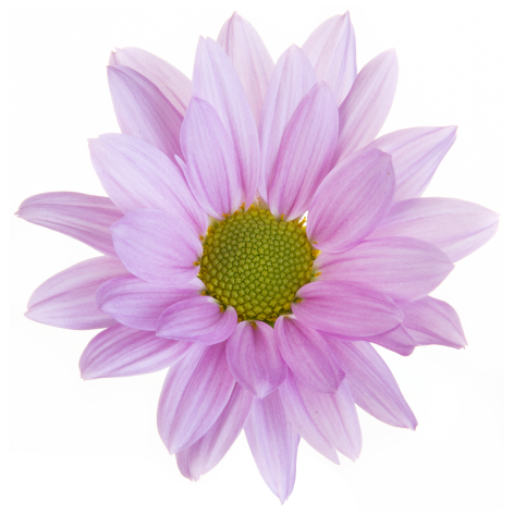 Sp 21260170007 flower LR