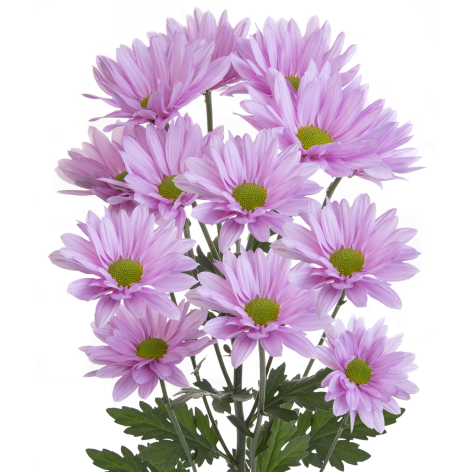 Sp 21260170007 stem LR