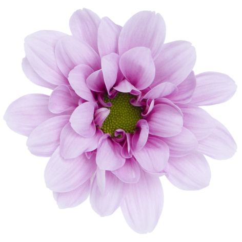 Sp 21268142004 flower LR