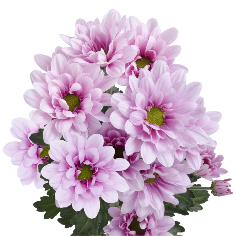 Sp 21268142004 stem LR