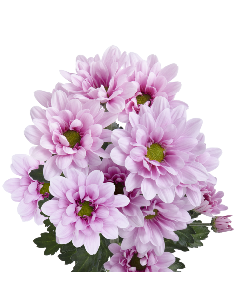 Sp 21268142004 stem LR