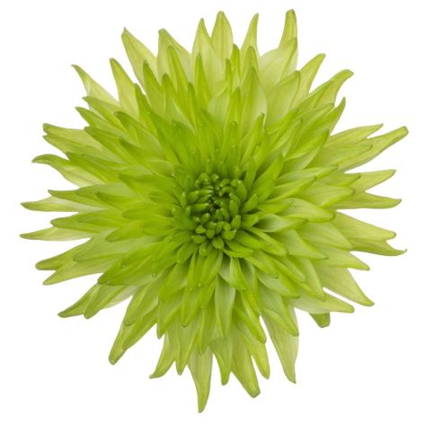 Sp 21277580024 flower LR