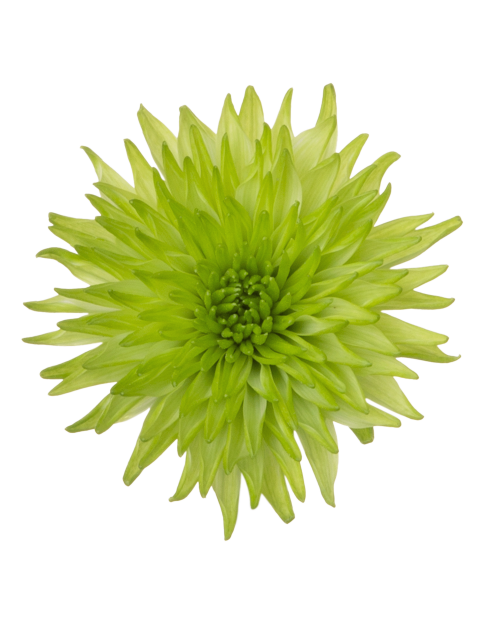 Sp 21277580024 flower LR