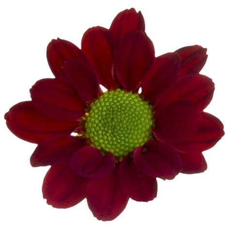 Sp 22266667016 flower LR