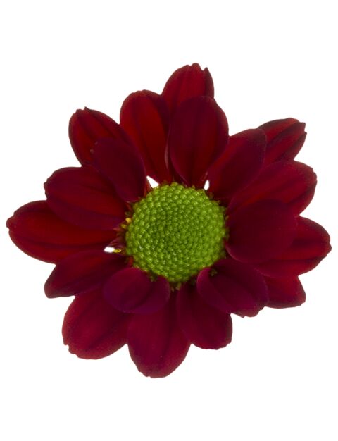 Sp 22266667016 flower LR