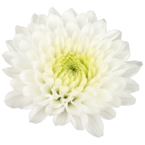 Sp Fresma flower v3