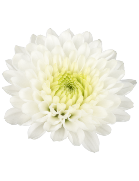 Sp Fresma flower v3