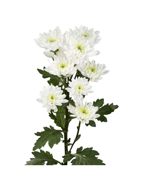 Sp Fresma flower
