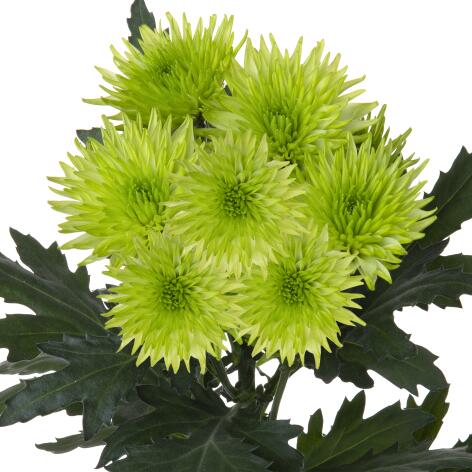 Sp Lucky Charm stem HR