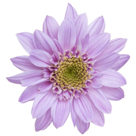 Sp Mona Lisa Elite Pink flower LR