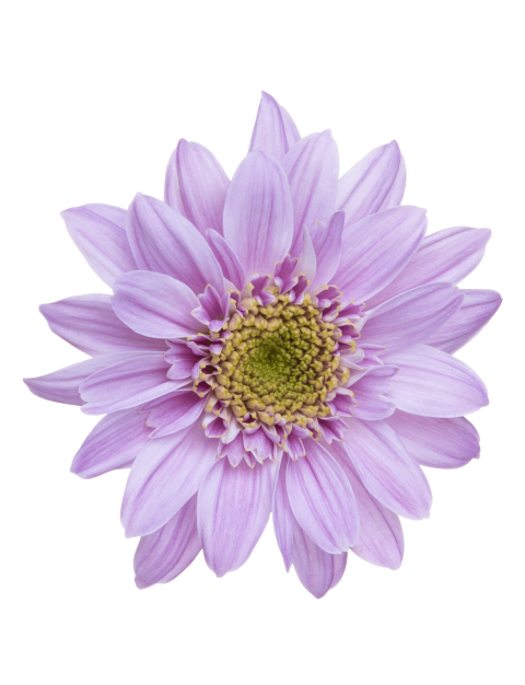 Sp Mona Lisa Elite Pink flower LR