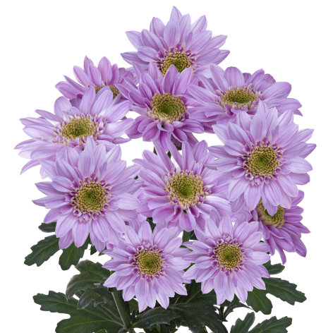 Sp Mona Lisa Elite Pink stem LR