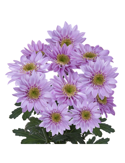 Sp Mona Lisa Elite Pink stem LR