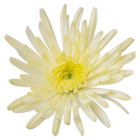 Sp Topspin Cream Flower