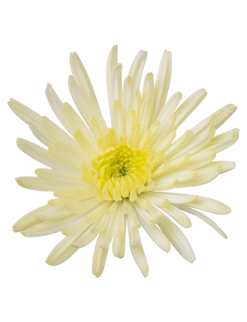 Sp Topspin Cream Flower