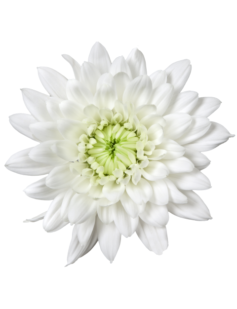 Vitela tros wit chrysant bloem