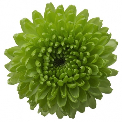 Yoshi santini groen chrysant bloem