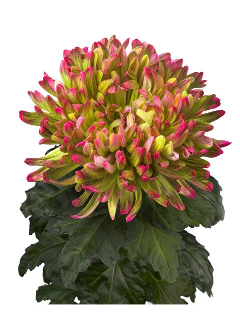 di antonov hortensia tak