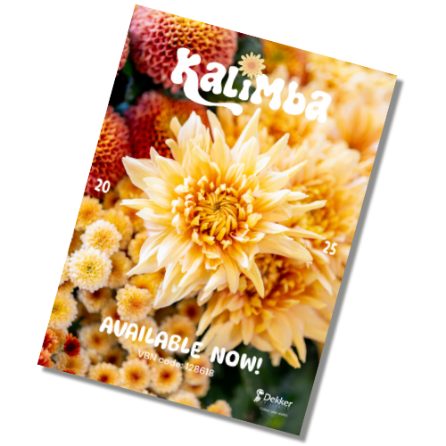 kalimba