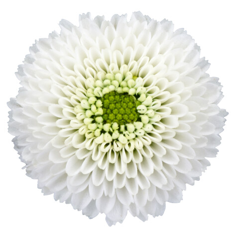 ma ideale white bloem