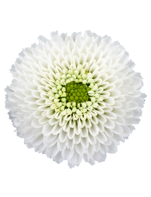 ma ideale white bloem