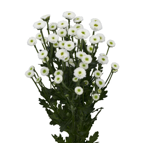 ma ideale white tak