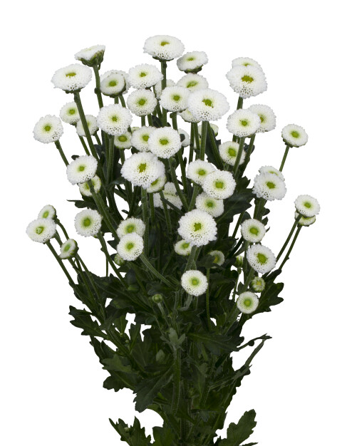ma ideale white tak