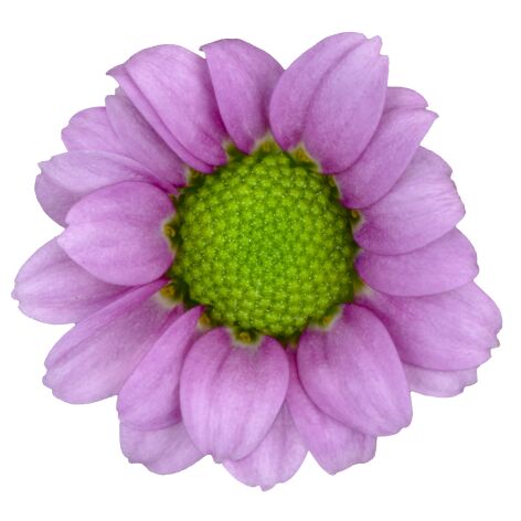 ma lubia pink bloem