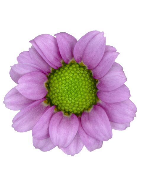 ma lubia pink bloem