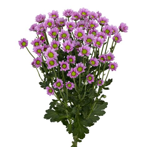 ma lubia pink tak